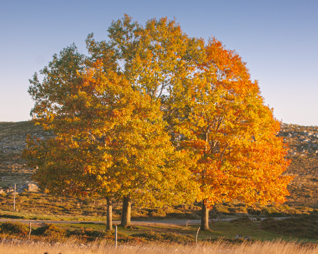 Artboard-4-copy-3outono-1024x820