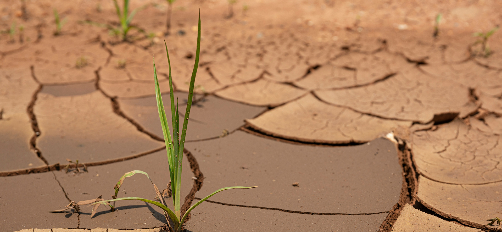 carlett-badenhorst-9ZOeCP6GHp4-unsplash 1